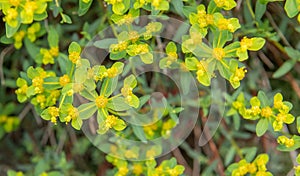 Caper spurge Euphorbia spinosa, green-yellow flowering plants photo